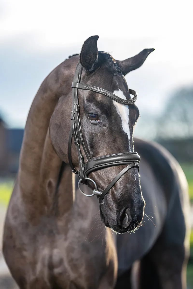 LeMieux Arika Dressage Bridle in Black and Silver